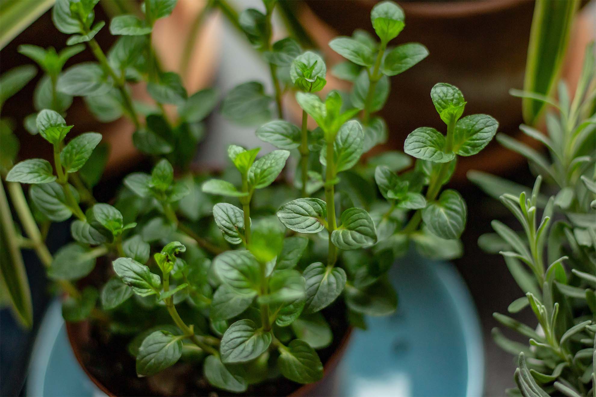 close up of a green plant in a pot